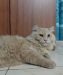 Persian cats (male or female)